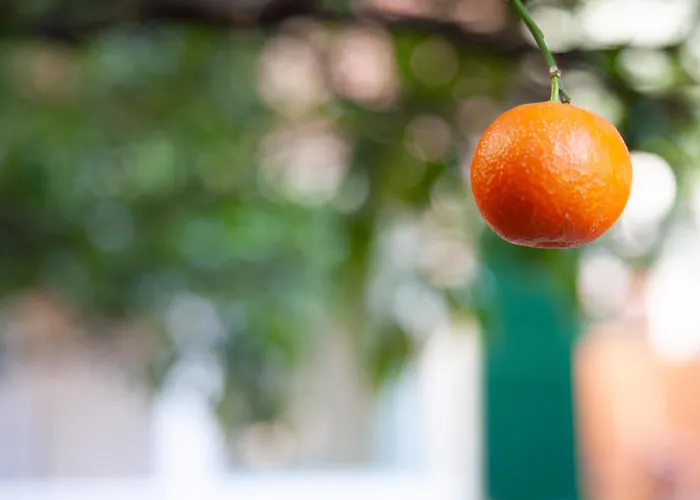 La Casa Dei Mandarini Apartment Levanto